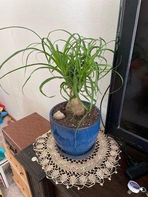 My latest purchase - a ponytail plant! Fun-looking and super easy to keep alive!
