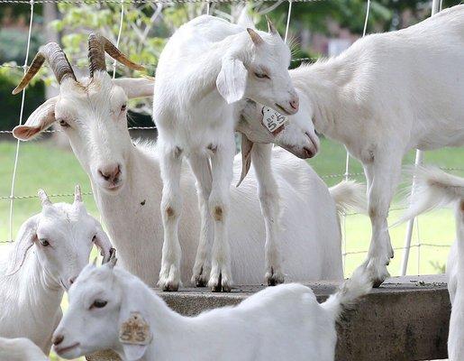 Green Goat Landscapers