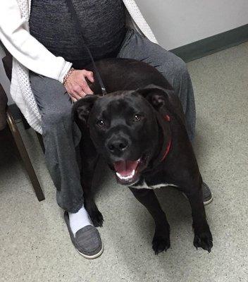 House Springs Animal Clinic