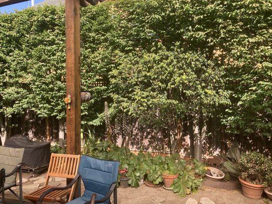 Brende & Lamb Tree & Shrub Care