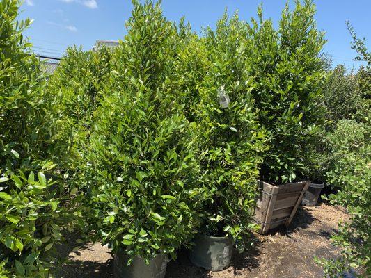 Affordable Tree Care Service