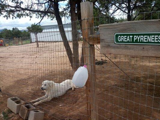 High Country Alpaca Ranch