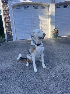 Happy Tails Grooming Salon