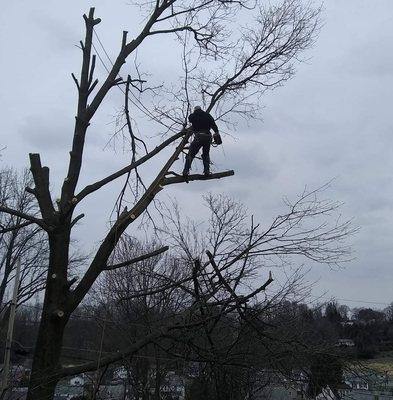 Fowlers Tree And Landscaping