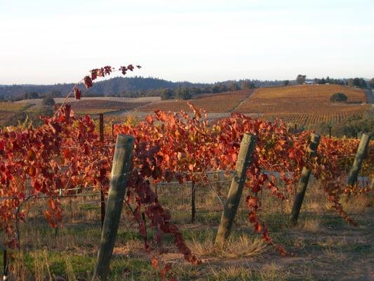 Amador Foothill Winery