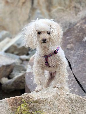 Southwest Animal Hospital