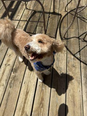 The "bees" knees! Ready for summer.