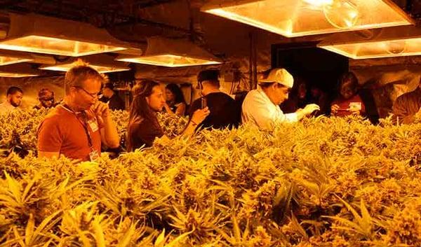 420 friendly tours, marijuana tours, cannabis tours, grow room tours