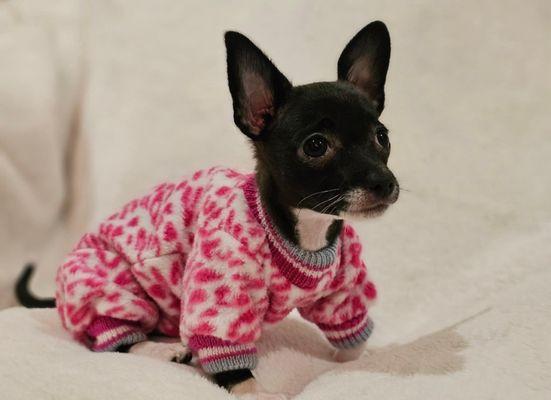 Canyon Lakes Veterinary Clinic