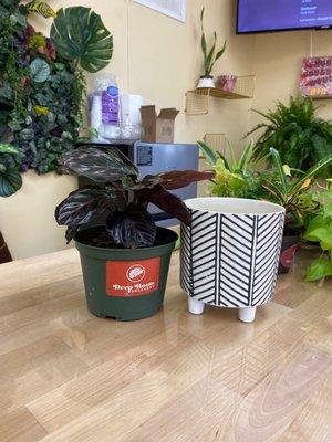 Prayer plant and pot