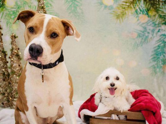 Our babies Champ (left) and Max (right) during their Christmas photoshoot at Camp Bow Wow.