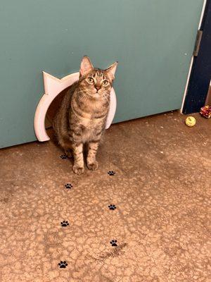 Go meet the kittens available for adoption in the store!