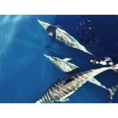 Happy greetings by local dolphins shortly after one of our services.