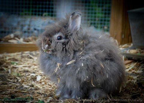 The Lazy Moose Garden Market