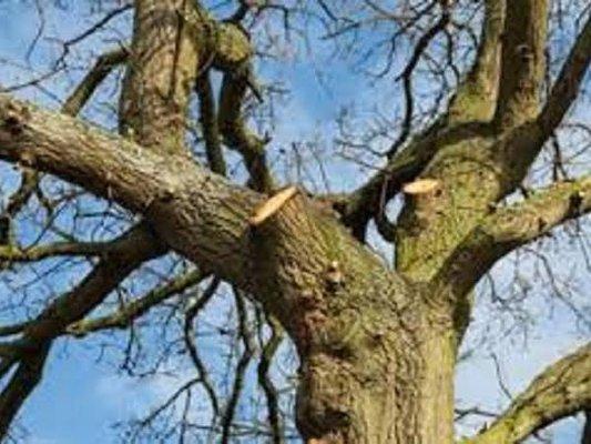 Tree Removal Services