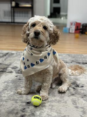 City Wiskrs Pet Supply