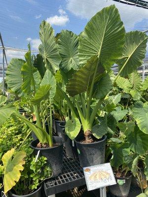 Houston Garden Centers