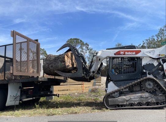 MSF Tree & Landscaping
