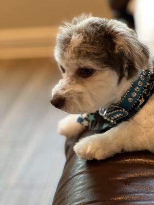 Woof Gang Bakery & Grooming - Wesley Chapel