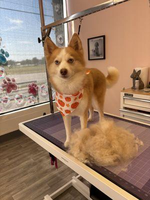 Bubble Mutts Pet Grooming