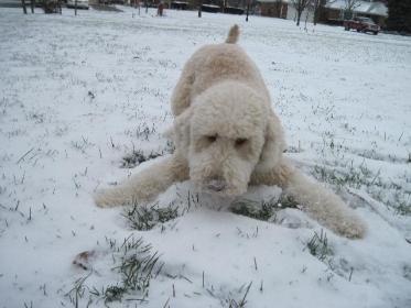 Sleepy Hollow Pet Ranch