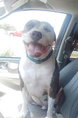 Grayson loves to visit Dr. Reed and his friends at Westchester Animal Clinic.