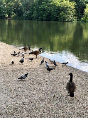 T Bayles Minuse Mill Pond and Park