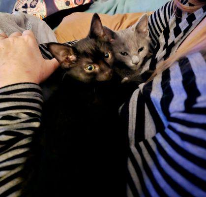 Euclid Animal Shelter