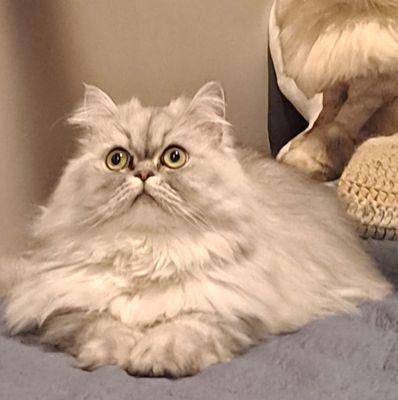 Pine Creek Veterinary Associates