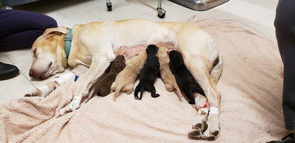 Avenues Pet Clinic