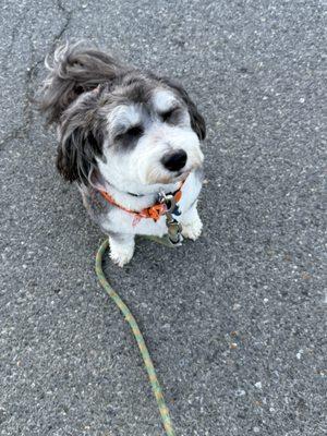 Jasper wanting to walk but being a good boy - even though he ate a messy bone