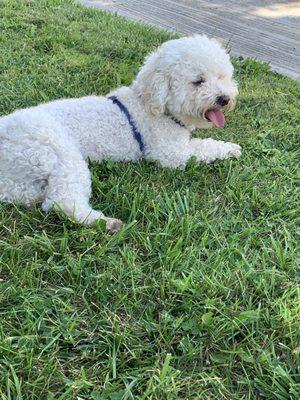 Reliable Pet and House Sitting LLC