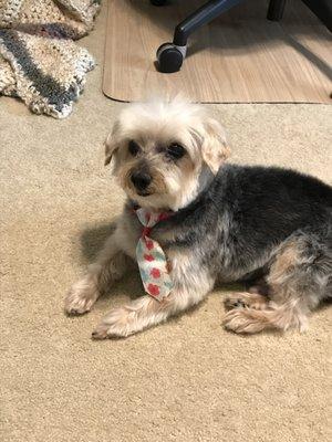 K-9 Swagger Mobile Grooming