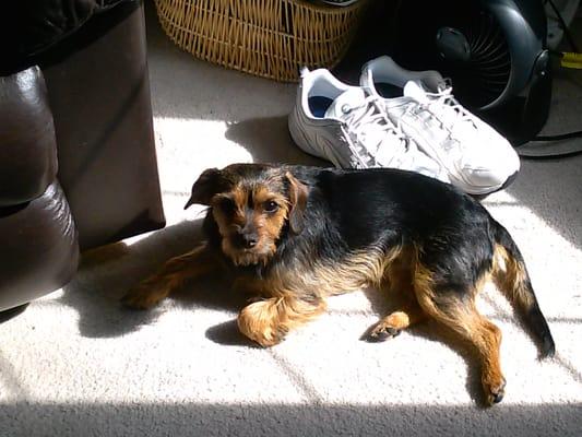 Willow Hill Animal Clinic