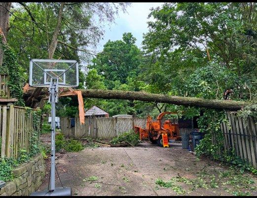 H&A tree and landscaping