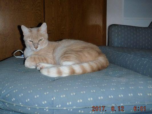 Cats are always indoors in a quiet secure room away from the dogs.