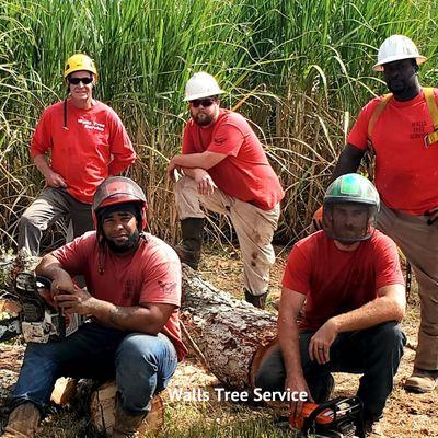 Walls Tree Service