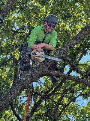 Paragon Tree Care