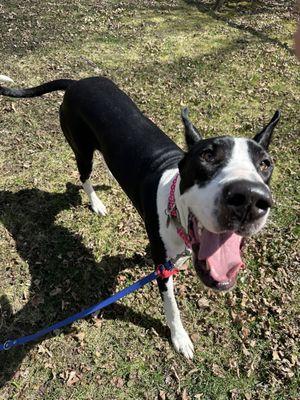 Training Walks & Petsits By Paula