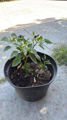 Most Holy Trinity School