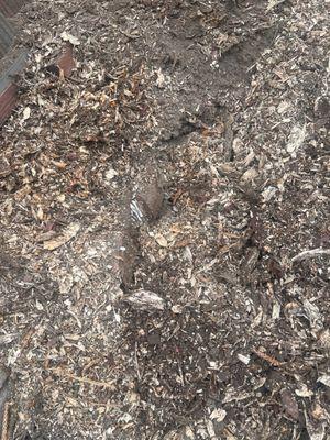 Bellizzi Tree Service