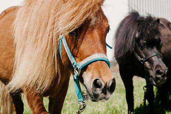 The Stables at Seabeck