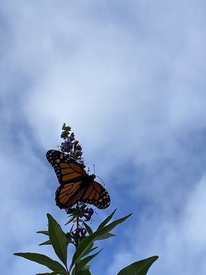 Moon Valley Nurseries