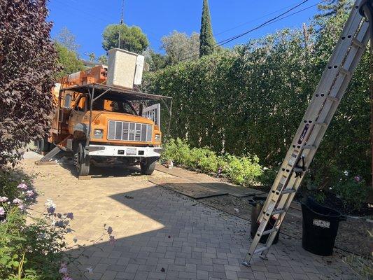 Bucket truck for ease and precision on tall hedges