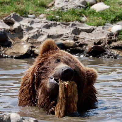 Grizzly bear!  Raw file is spectacular when reviewed at high resolution.