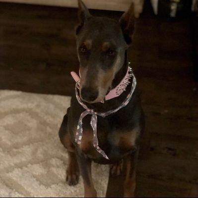 Alyssa’s pampered Pooches