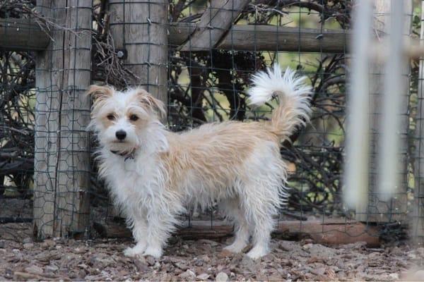 Foxy Doxy Dachshund Rescue