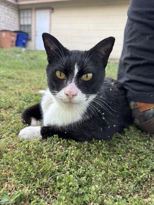 Cat Hospital of Austin