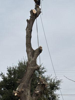 Zunigas Tree Services