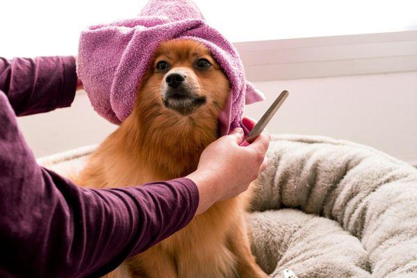 Pawfect Dog Care